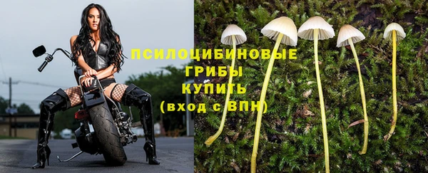стаф Тавда